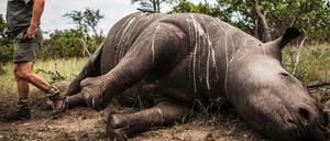 Das Horn ist vor allem in Asien beliebt.