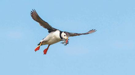Possierliche Flieger. Papageientaucher standen doch tatsächlich bis vor einer Zeit noch auf dem Speisezettel der Bewohner von Grímsey. 