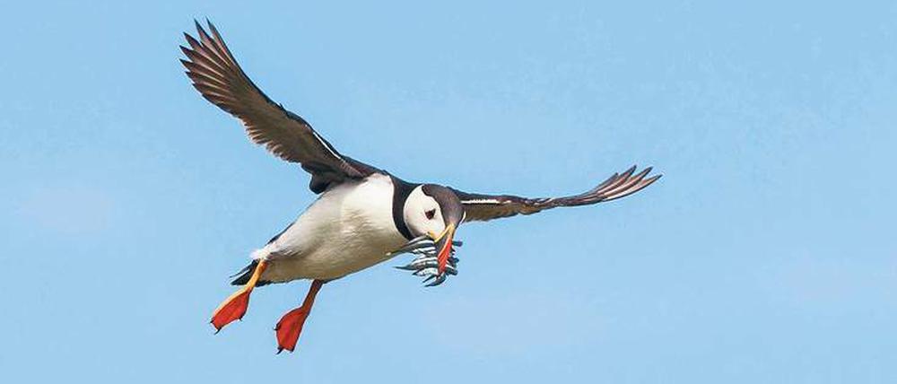 Possierliche Flieger. Papageientaucher standen doch tatsächlich bis vor einer Zeit noch auf dem Speisezettel der Bewohner von Grímsey. 