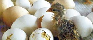 Männliche Küken werden derzeit noch massenhaft getötet, weil sie für die Landwirtschaft nicht zu gebrauchen sind.