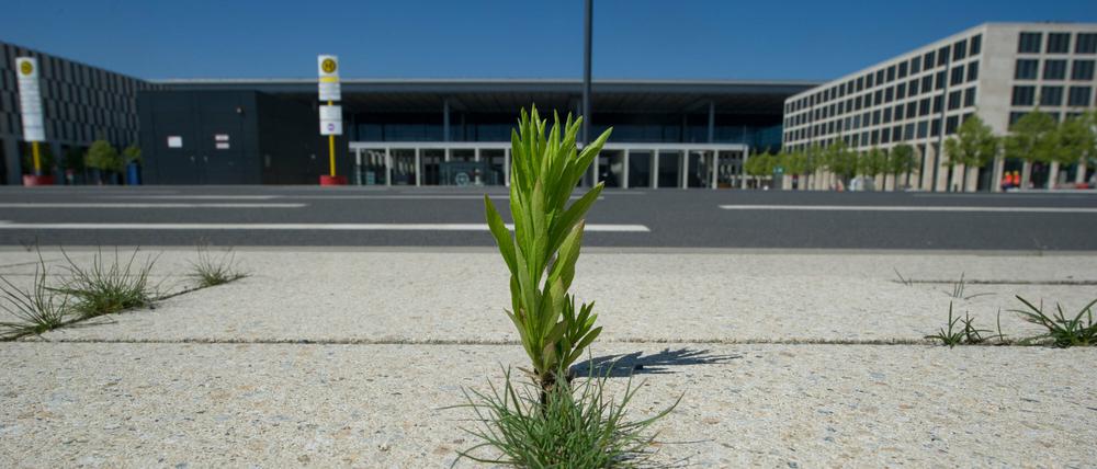 Wildwachsende Pflanzen stehen zwischen den Betonplatten auf dem Bürgersteig vor dem neuen Hauptstadtflughafen in Schönefeld. Im Zuge der Sanierung der alten Nordbahn muss auch die Rollbahn mit der Bezeichnung «Taxiway Charlie» ausgebaut werden. 