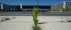 Wildwachsende Pflanzen stehen zwischen den Betonplatten auf dem Bürgersteig vor dem neuen Hauptstadtflughafen in Schönefeld. Im Zuge der Sanierung der alten Nordbahn muss auch die Rollbahn mit der Bezeichnung «Taxiway Charlie» ausgebaut werden. 