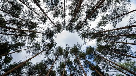 Kein Geld in Sicht in diesen Baumkronen in Sachsen-Anhalt. 