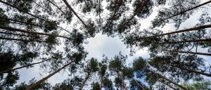 Kein Geld in Sicht in diesen Baumkronen in Sachsen-Anhalt.