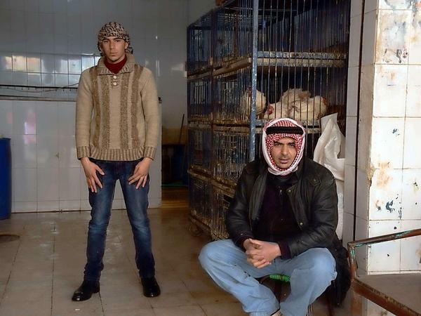 Zuflucht Amman: Geflügelhändler am Rande des Wochenmarkts im palästinensischen Flüchtlingscamp Baqa'a.