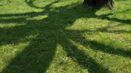 Bäume werfen Schatten. Das gefällt nicht jedem. In Bielefeld wollte ein Paar, dass die Stadt Bäume entfernen lässt, die Schatten auf das Grundstück werfen. 