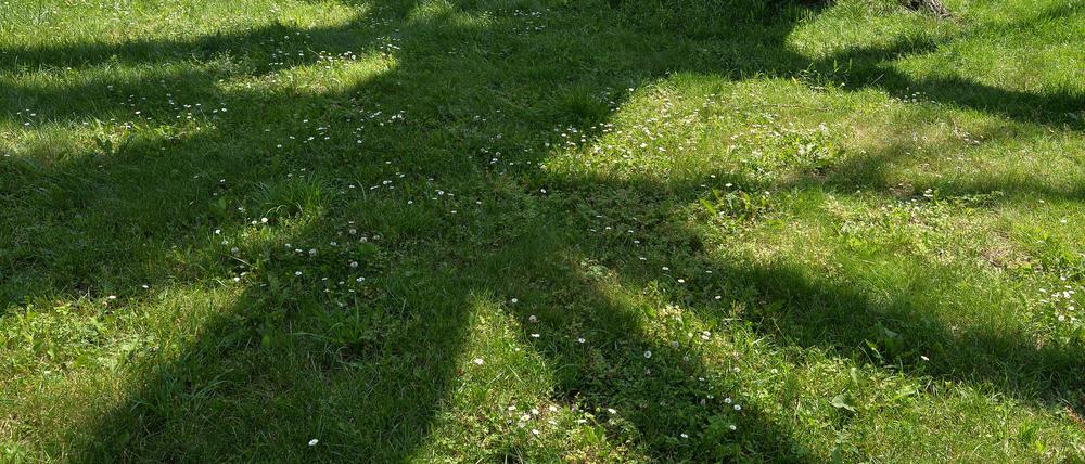 Bäume werfen Schatten. Das gefällt nicht jedem. In Bielefeld wollte ein Paar, dass die Stadt Bäume entfernen lässt, die Schatten auf das Grundstück werfen.