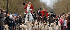 Die Treibjagd mit Hunderudel bleibt in Großbritannien verboten.