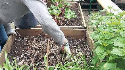 Hand anlegen. Säen, pikieren, gießen, ernten: Urban Gardening wird in Ballungsräumen immer wichtiger. UdK-Studierende lernen, wie es geht.