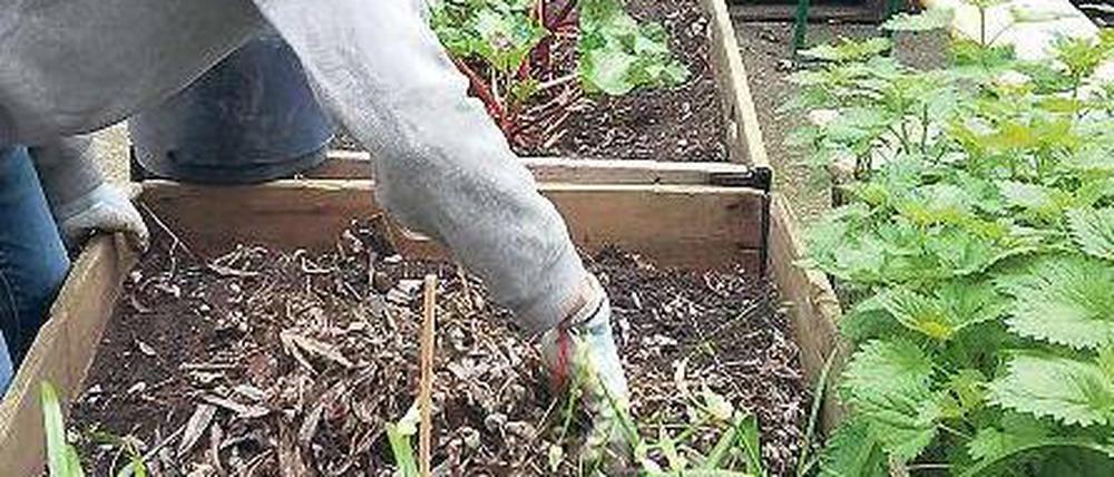 Hand anlegen. Säen, pikieren, gießen, ernten: Urban Gardening wird in Ballungsräumen immer wichtiger. UdK-Studierende lernen, wie es geht.