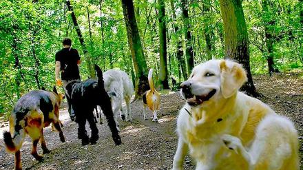 Eilverfahren, Hauptverfahren..., egal, wie nun verfahren wird, die Hunde werden vorerst auch weiterhin nicht an die Seen dürfen.