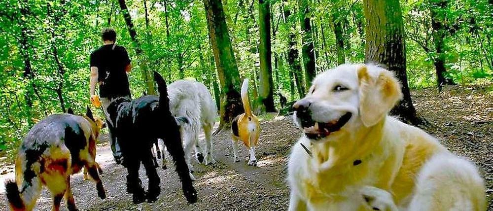 Eilverfahren, Hauptverfahren..., egal, wie nun verfahren wird, die Hunde werden vorerst auch weiterhin nicht an die Seen dürfen.