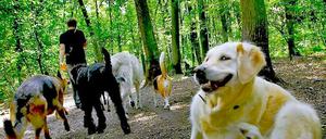Eilverfahren, Hauptverfahren..., egal, wie nun verfahren wird, die Hunde werden vorerst auch weiterhin nicht an die Seen dürfen.