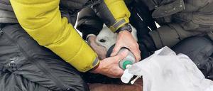 Forscher nehmen Atemprobe bei Eisbären