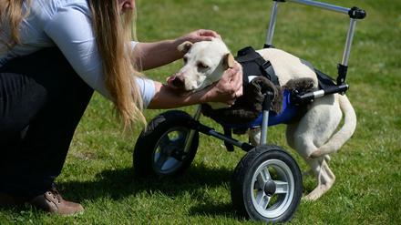 Hundebesitzerin Petra Rapp streichelt am 23.04.2015 in Riedhausen (Baden-Württemberg) ihre behinderte Mischlingsdame Luisa, die auf ihrem Laufwagen liegt. Der Hundemischling hat von Geburt an keine Vorderläufe. Um der Hündin die Fortbewegung zu erleichtern, hat ihre Familie in Riedhausen bei Ravensburg etwas für sie erfunden: Einen Rollstuhl aus dem 3D-Drucker.