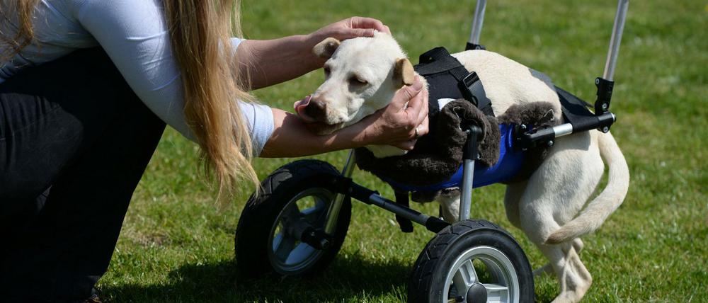 Hundebesitzerin Petra Rapp streichelt am 23.04.2015 in Riedhausen (Baden-Württemberg) ihre behinderte Mischlingsdame Luisa, die auf ihrem Laufwagen liegt. Der Hundemischling hat von Geburt an keine Vorderläufe. Um der Hündin die Fortbewegung zu erleichtern, hat ihre Familie in Riedhausen bei Ravensburg etwas für sie erfunden: Einen Rollstuhl aus dem 3D-Drucker.