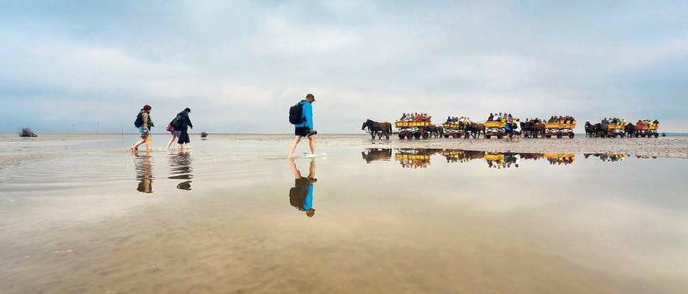 Watt ihr wollt. Wanderer und Pferdekutschen durchqueren einen Priel zwischen Sahlenburg und der Insel Neuwerk. 