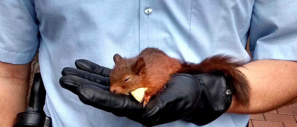 Ein Eichhörnchen hat eine Frau in Bottrop so hartnäckig verfolgt, dass die in ihrer Not schließlich die Polizei zu Hilfe rief.