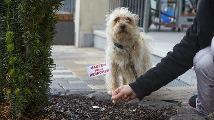 Eine Anwohnerin markiert in Höhr-Grenzhausen (Rheinland-Pfalz) Hundehaufen in einem Blumenbeet an einer Straße mit einem Fähnchen mit der Aufschrift "Haufen sucht Herrchen".