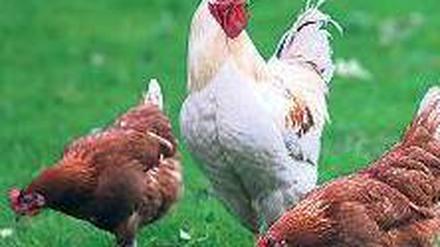 Fleisch und Eier. Hühner sind leichter zu halten und zu transportieren als Schweine. Sie waren daher bald sehr beliebt.