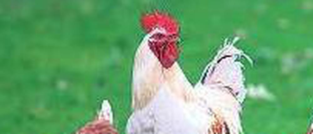 Fleisch und Eier. Hühner sind leichter zu halten und zu transportieren als Schweine. Sie waren daher bald sehr beliebt.