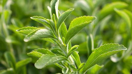 Wer in den Genuss von Stevia-Inhaltsstoffen wie Kalzium, Magnesium und Chlorophyll kommen will, kann sich selbst eine Pflanze ziehen.