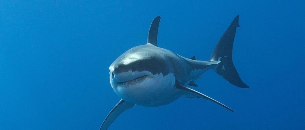 Beißt gern zu. Wer vom Weißen Hai erwischt wird, hat schlechte Chancen. Dennoch sind die Tiere eine eher kleine Gefahr für die Menschheit. Im Schnitt sterben rund zehn Menschen im Jahr an Haiattacken.