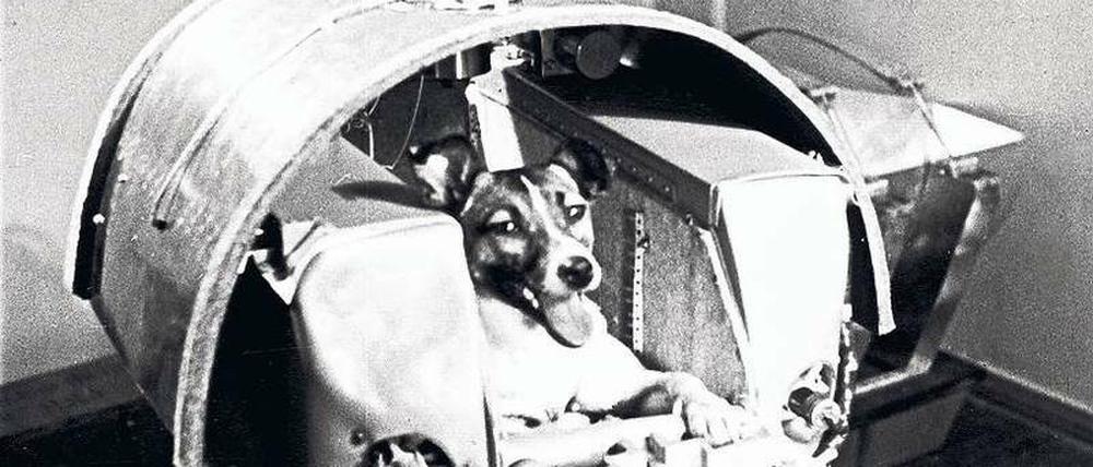 Laika beim Training.