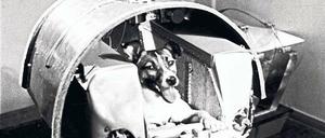 Laika beim Training.