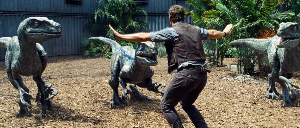 Owen Grady (Chris Pratt) unzingelt von Dinosauriern - eine Szene aus "Jurassic World". Der Film startete am 11.06.2015 in den deutschen Kinos.