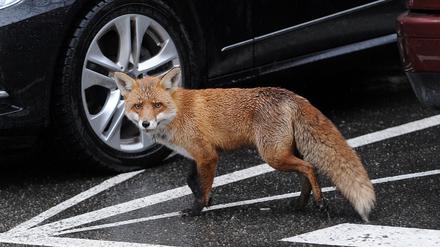 Ein ausgewachsener Fuchs zwischen Autos am Mehringdamm in Kreuzberg.