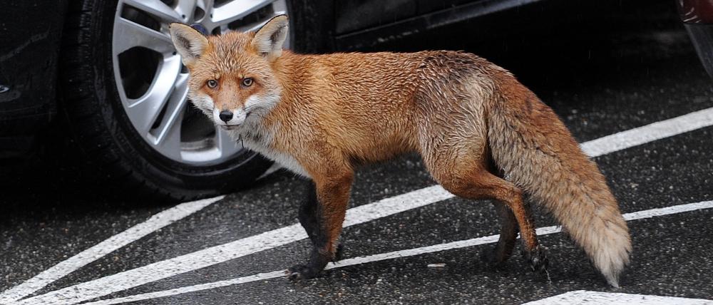 Ein ausgewachsener Fuchs zwischen Autos am Mehringdamm in Kreuzberg.