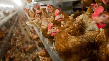 Hühner auf der Stange: In Brandenburg will eine breites Bündnis von Umwelt- und Tierschutzverbänden per Volksbegehren große Mastanlagen stoppen.