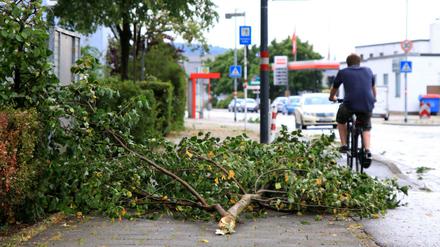Trockene, instabile Bäume haben dem Sturm im Zweifel nichts entgegenzusetzen.