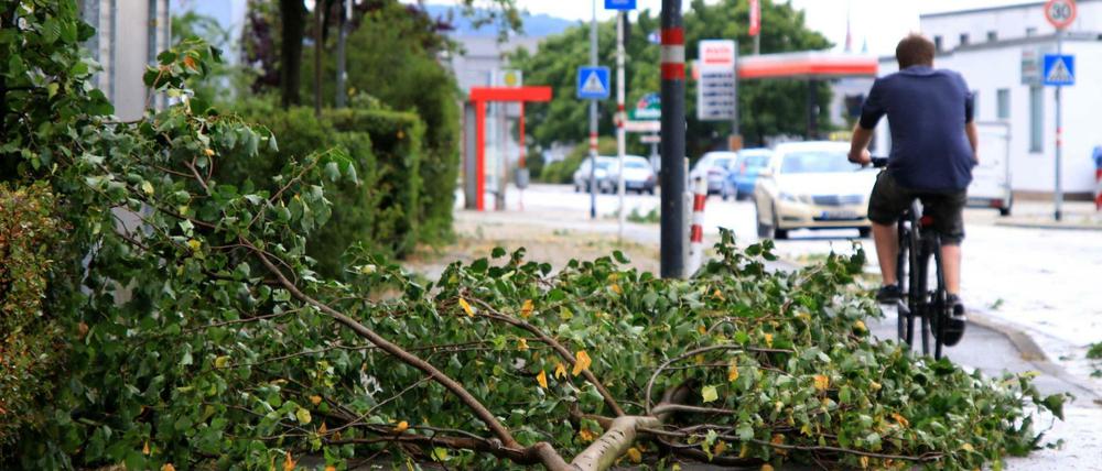 Trockene, instabile Bäume haben dem Sturm im Zweifel nichts entgegenzusetzen.