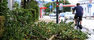 Trockene, instabile Bäume haben dem Sturm im Zweifel nichts entgegenzusetzen.