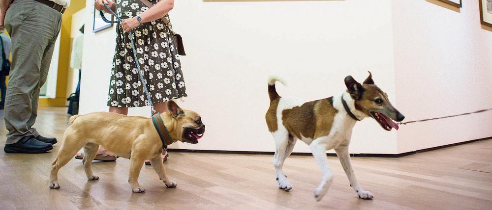 Zieh Leine. Im Kupferstichkabinett dürfen, passend zur Ausstlung "Wir kommen auf den Hund", auch Vierbeiner Museumsluft schnuppern.