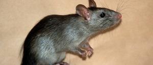 Wieviele Ratten es in Berlin gibt, weiß keiner so genau. 