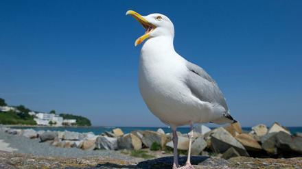 Eine Silbermöwe (Larus argentatus) steht am 22.05.2014 auf der Mole am Strand von Sassnitz auf der Insel Rügen (Mecklenburg-Vorpommern) und hält nach Leckerbissen Ausschau. In England hat man so seine Probleme mit den Tieren. 