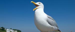 Eine Silbermöwe (Larus argentatus) steht am 22.05.2014 auf der Mole am Strand von Sassnitz auf der Insel Rügen (Mecklenburg-Vorpommern) und hält nach Leckerbissen Ausschau. In England hat man so seine Probleme mit den Tieren. 