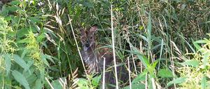 Kaum zu sehen: Das Buschkänguru von Frankenförde.