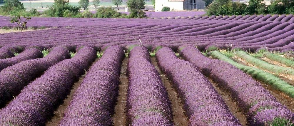 Unverwechselbarer Geruch: Lavendel. Getrocknet und in einem Säckchen im Kleiderschrank fängt er Urlaubserinnerungen ein.