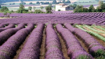 Ach, wär' doch mehr Provence.