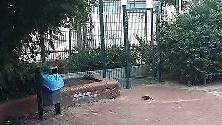 Auf dem Spielplatz zwischen Bergmannstraße und Schleiermacherstraße in Kreuzberg werden neuerdings Ratten gesichtet.