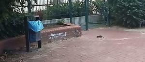 Auf dem Spielplatz zwischen Bergmannstraße und Schleiermacherstraße in Kreuzberg werden neuerdings Ratten gesichtet.