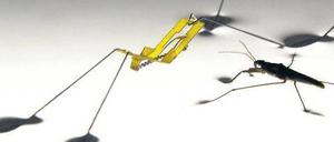 Der robotische Wasserläufer und sein Vorbild.