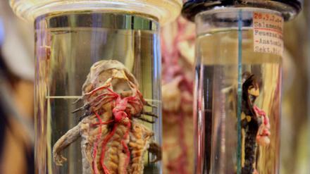 In flüssigkeitsgefüllten Glasbehältern sind präparierte Reptilien zu sehen.