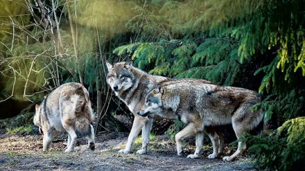 Rudel und Trubel. Das Wolfsgehege in der Schorfheide lädt zum Mitheulen ein.