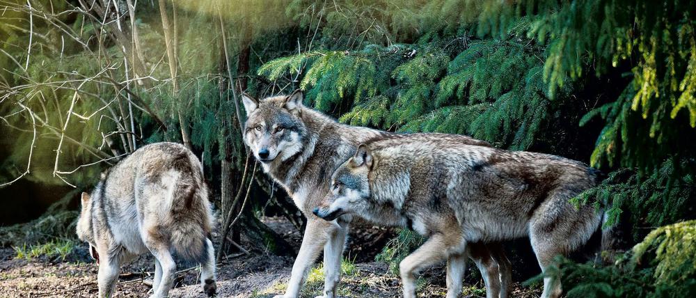 Rudel und Trubel. Das Wolfsgehege in der Schorfheide lädt zum Mitheulen ein.