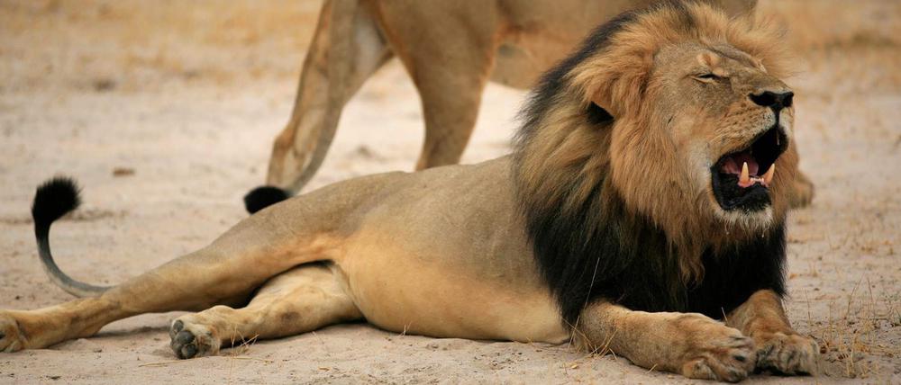 Löwe "Cecil"
